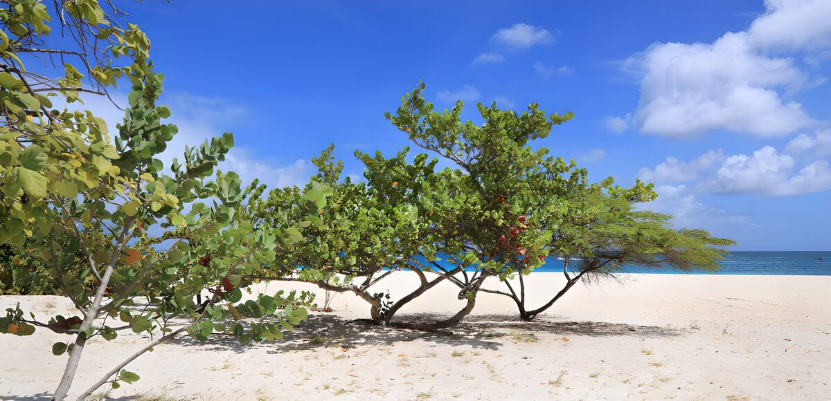 TPDE77548: Tropischer Strand mit üppiger Vegetation