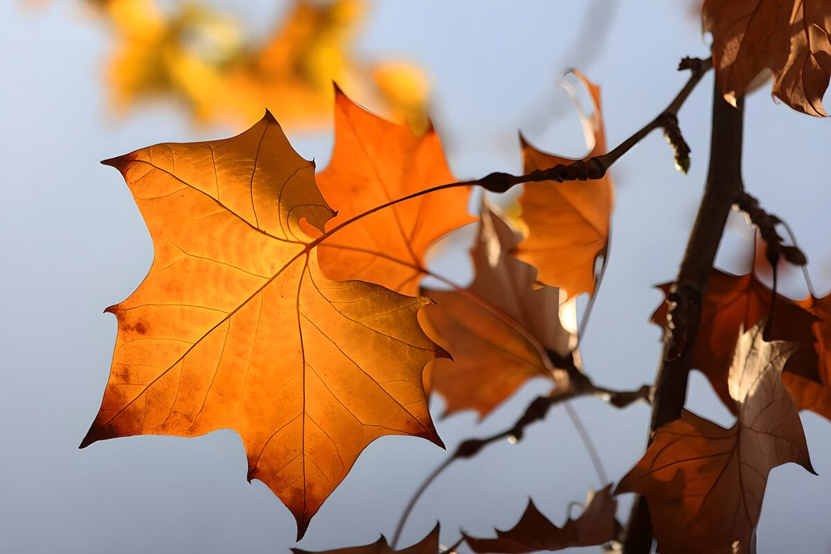 gelbes Herbstblatt in der Herbstsonne