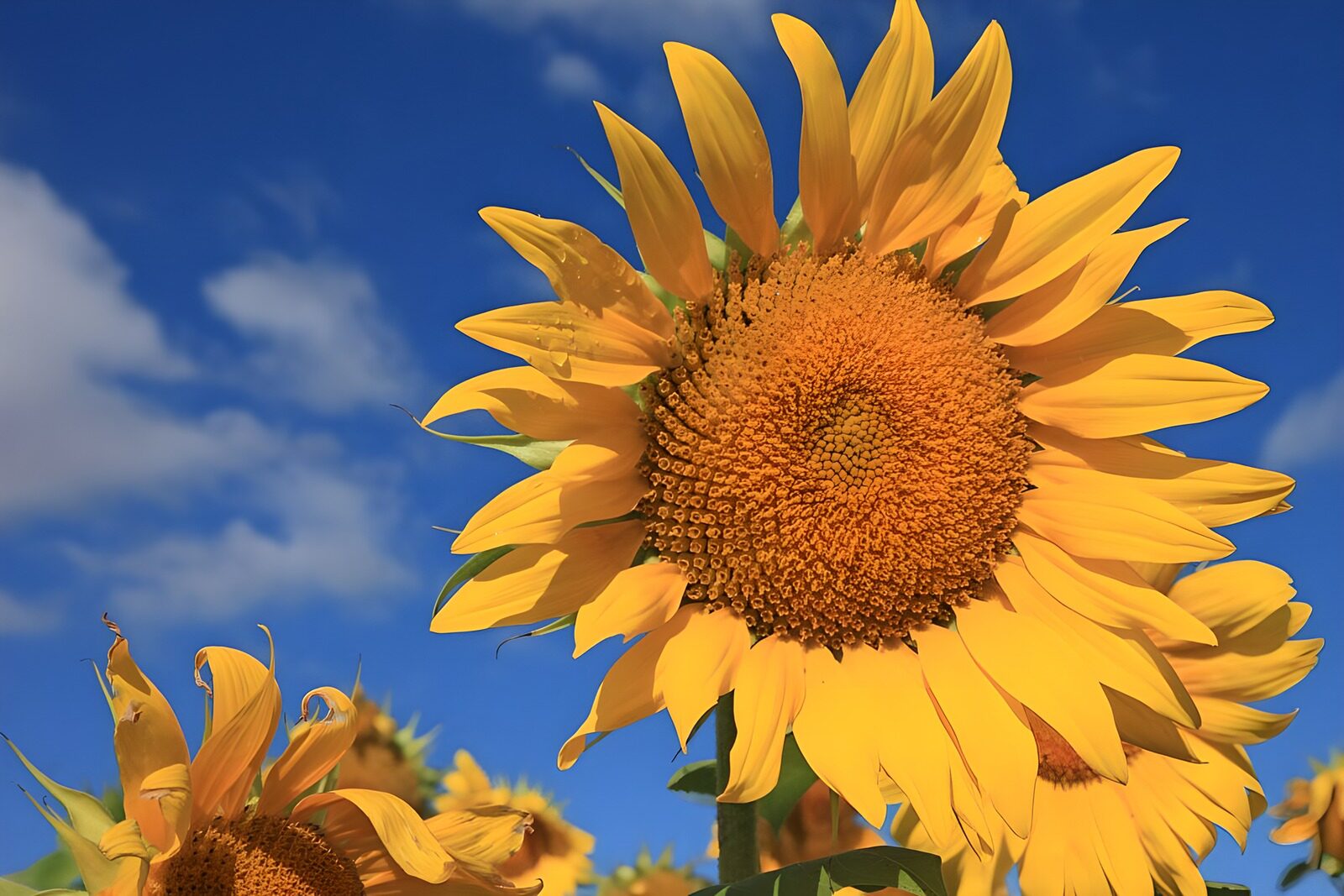 TPDE76897: Sonnenblume an einem warmen Standort