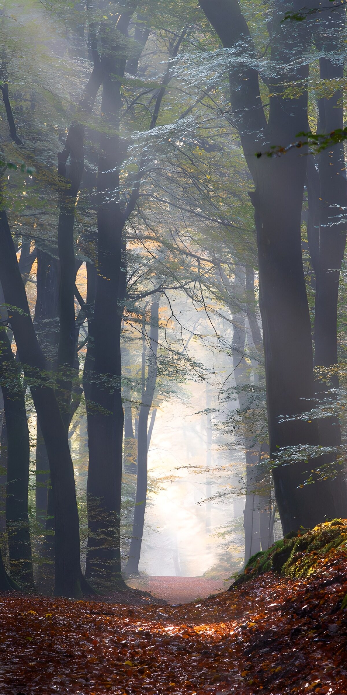TPDE45257: Mystischer Waldweg im Morgennebel