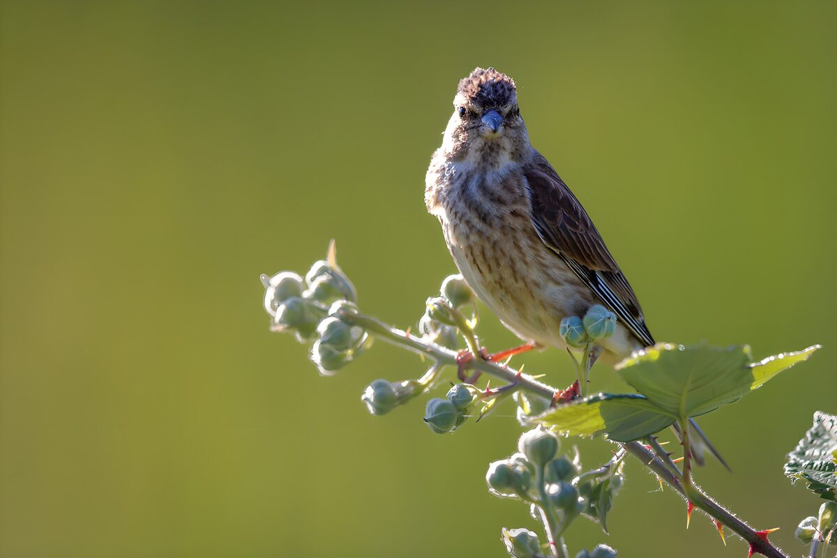TPDE53877: "Vogel auf einem Zweig im Sonnenlicht"