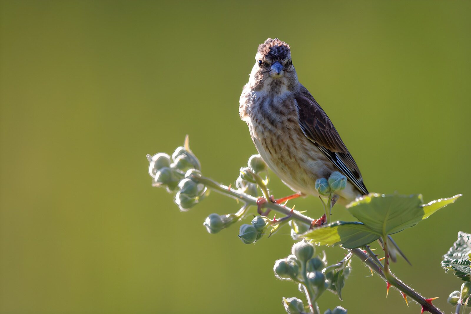 TPDE53877: "Vogel auf einem Zweig im Sonnenlicht"