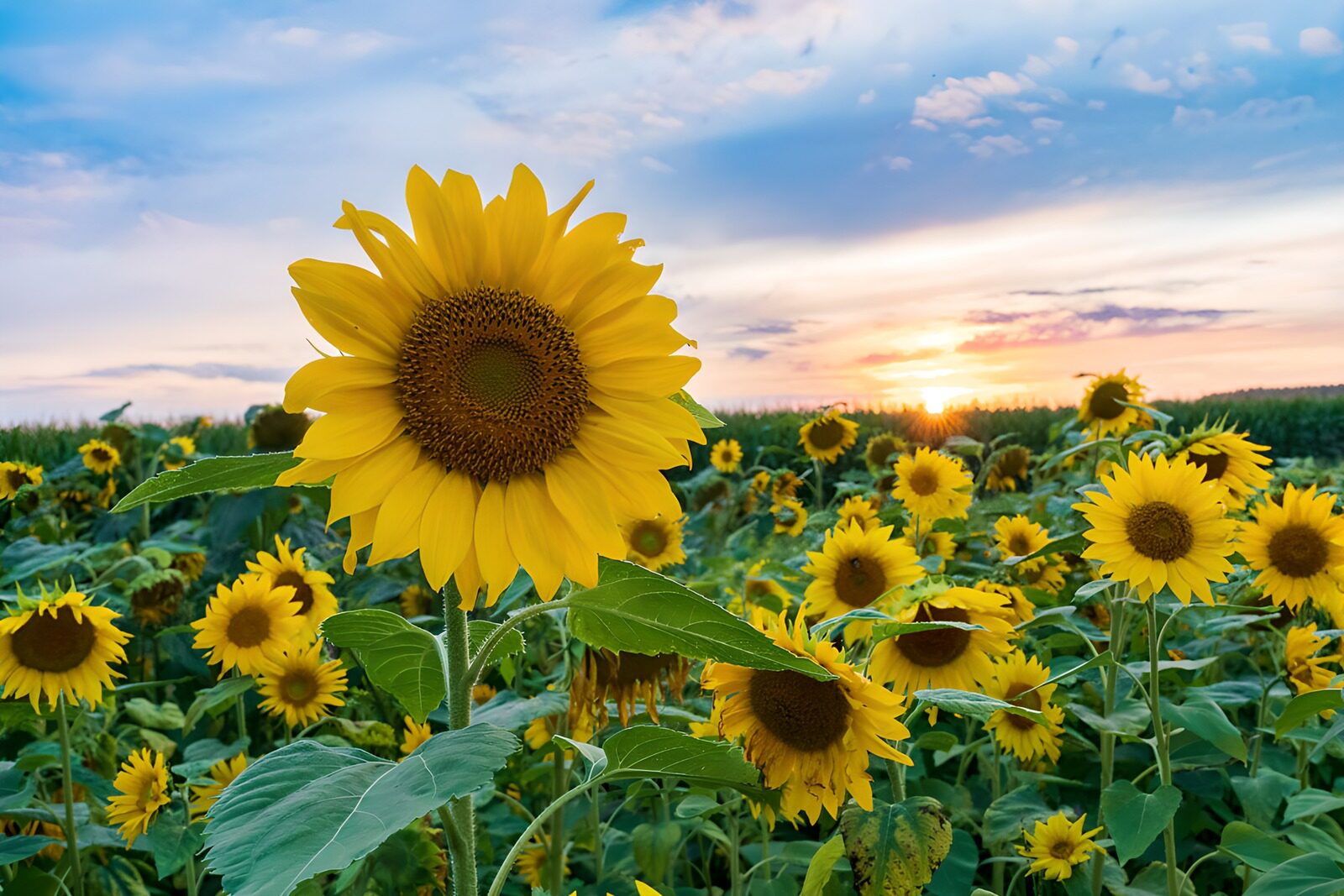 TPDE93700: Sonnenblumenfeld bei Sonnenuntergang