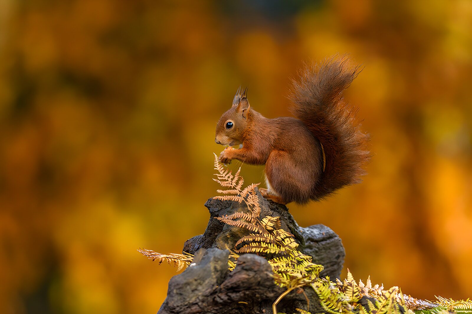TPDE99935: Eichhörnchen im goldenen Herbst