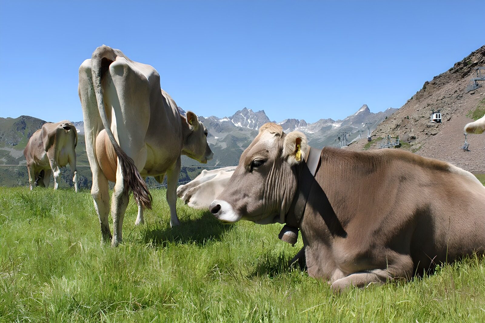 TPDE17163: nahrhaftes Futter für  Mutterkkühe im Hochgebirge