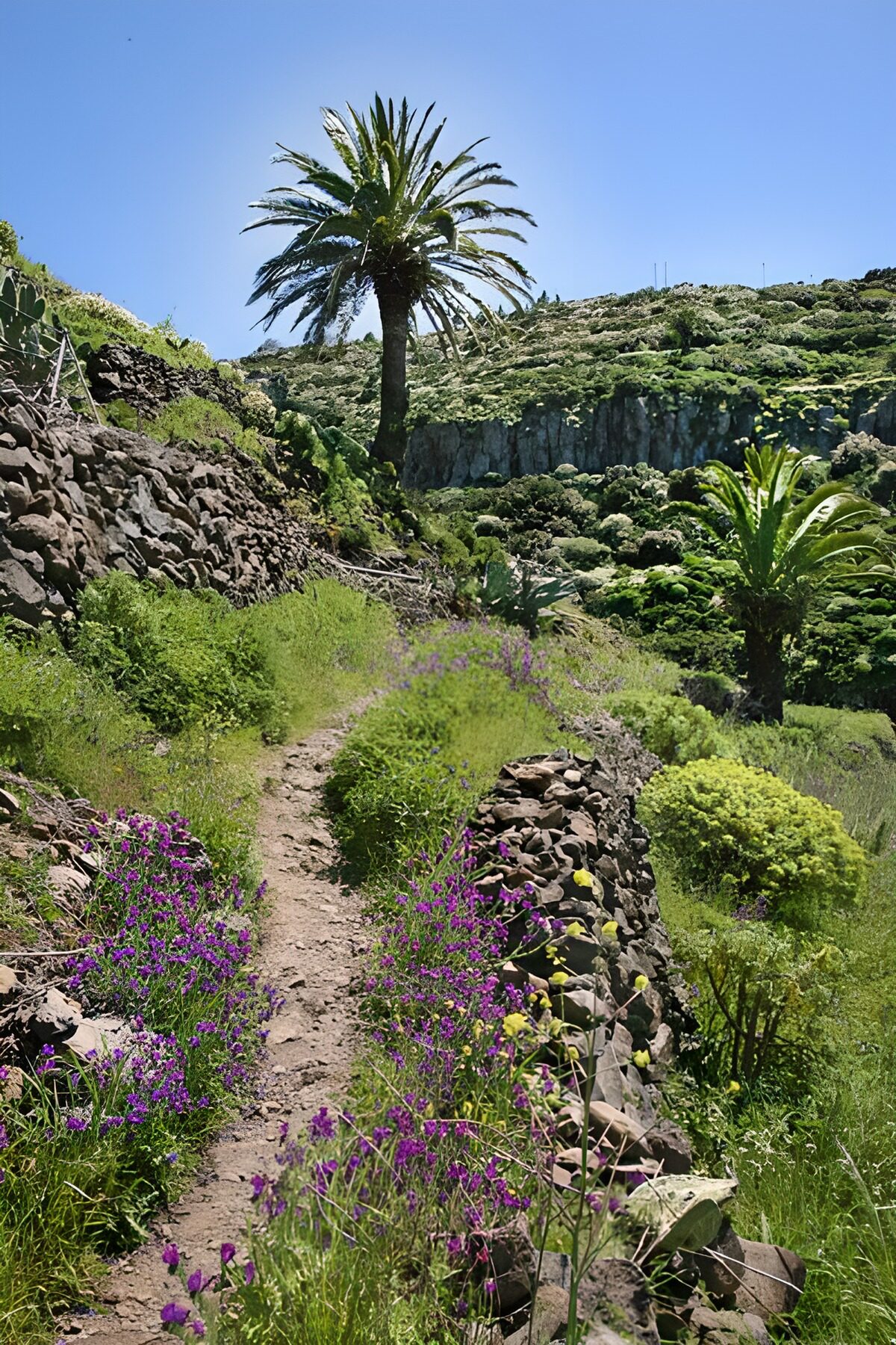Panorama mit Blick auf eine Palme und die Felslandschaft auf La Gomera 36