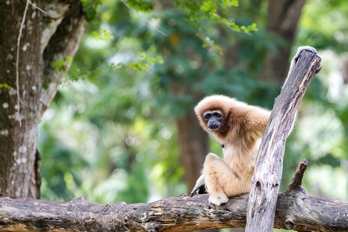 Schöner Gibbon im Dschungel