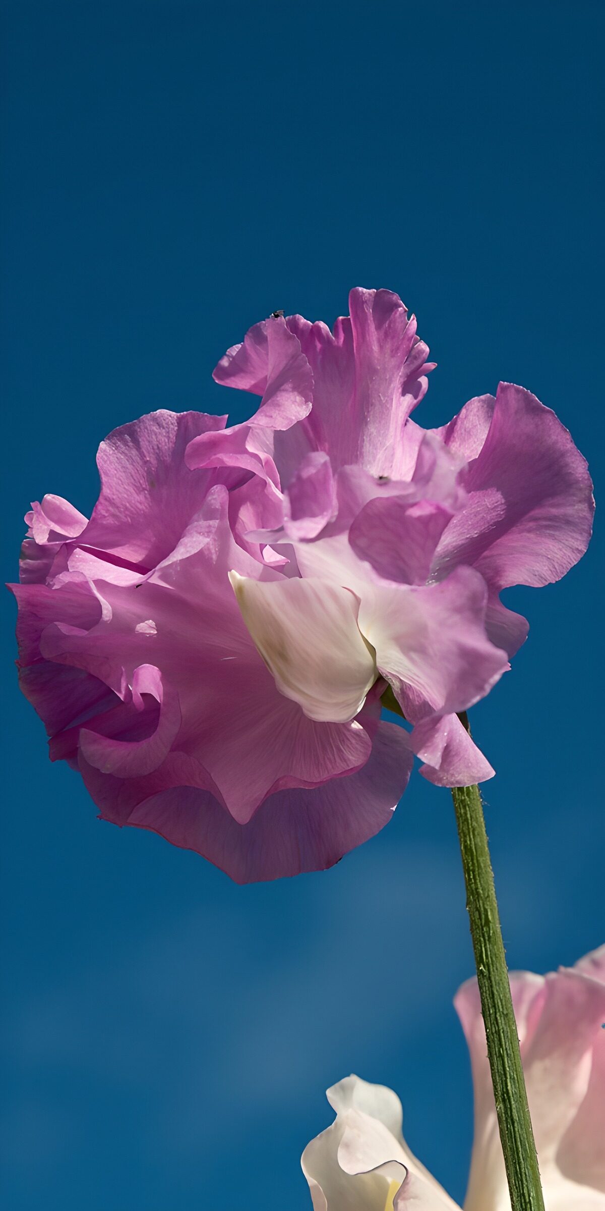 Schöne rosa Blüte gegen den blauen Himmel
