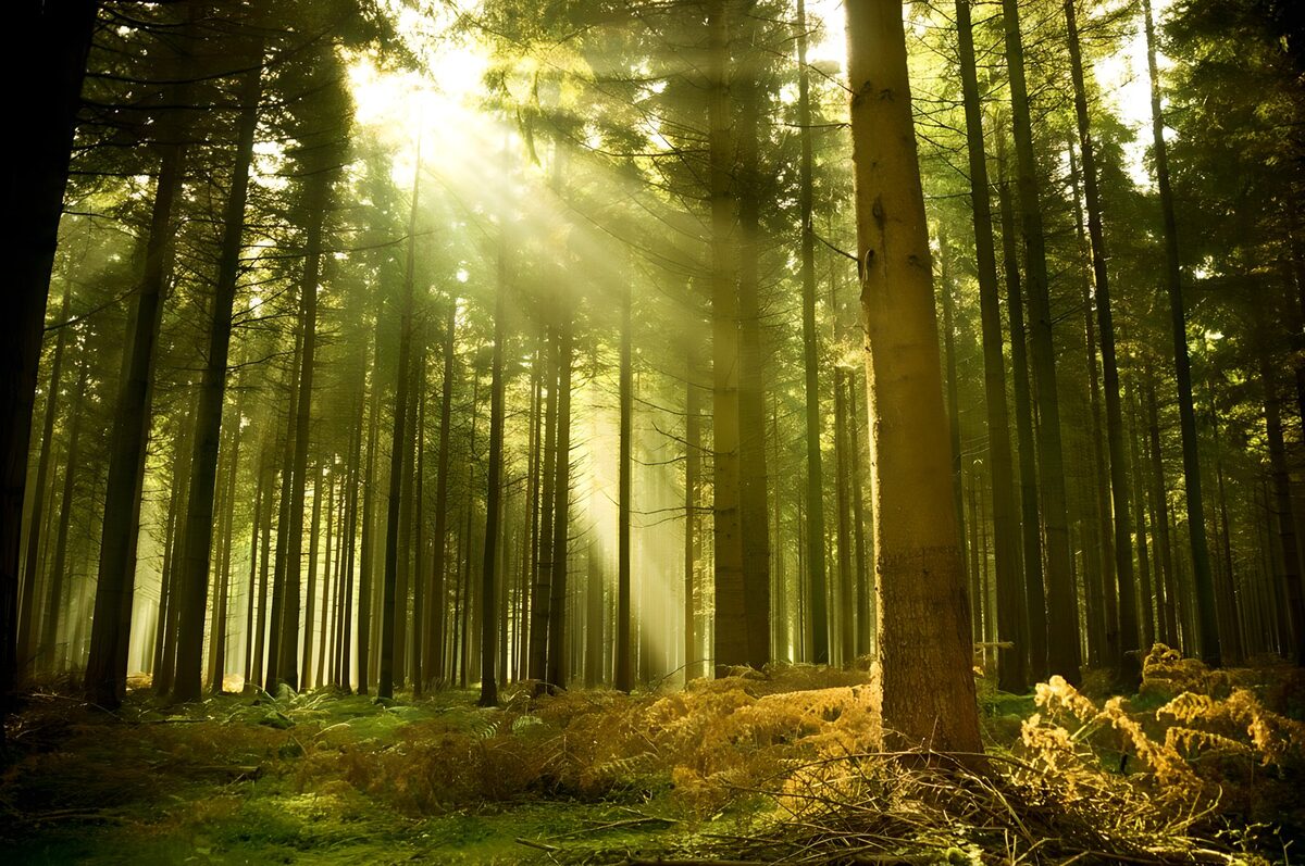 TPDE62419: Mystischer Wald mit Sonnenstrahlen