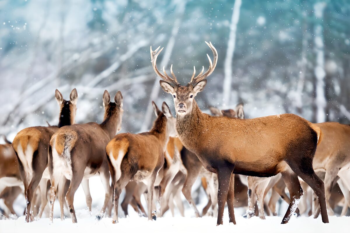 TPDE68073: Rehe im verschneiten Wald