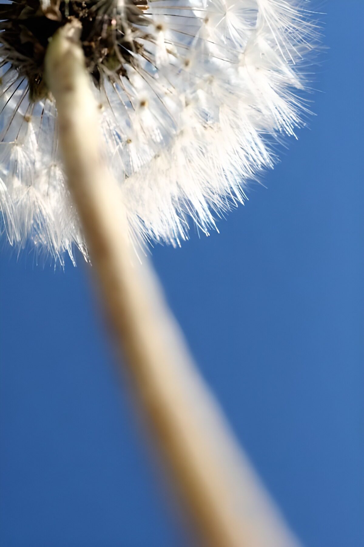 TPDE77794: Pusteblume gegen blauen Himmel