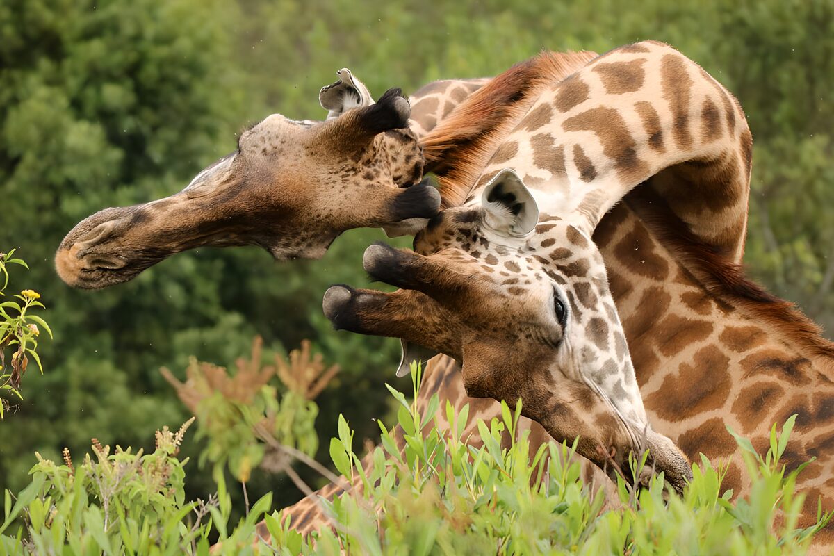 Zwei Giraffen im Spiel