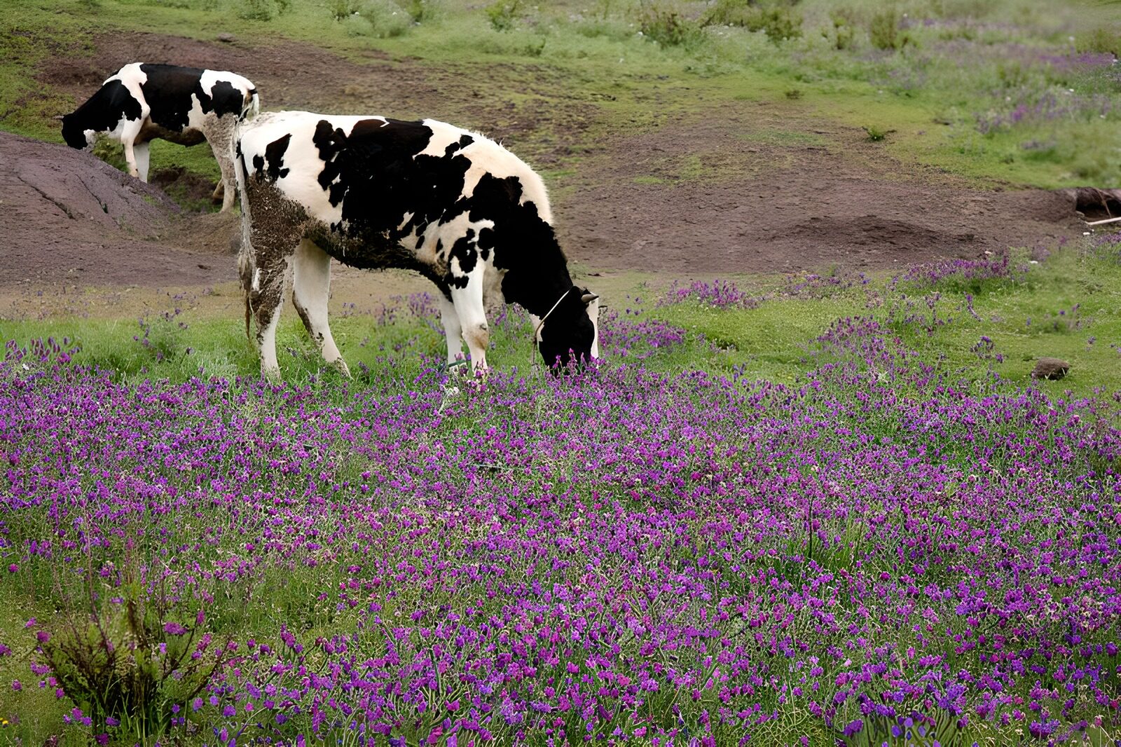 TPDE29287: 2 Kühe, inmitten lilafarbener Blumen, die Gras fressen