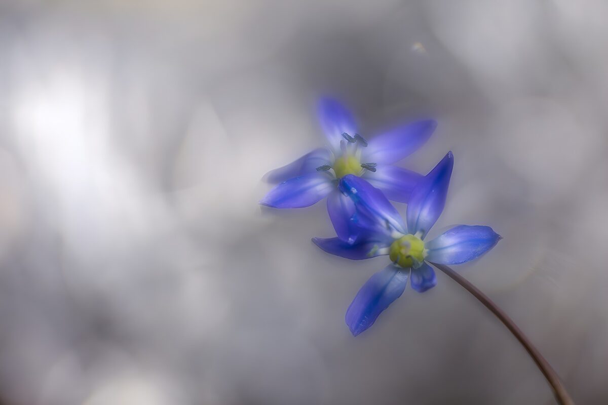 TPDE70679: Zarte blaue Blüten im Nebel
