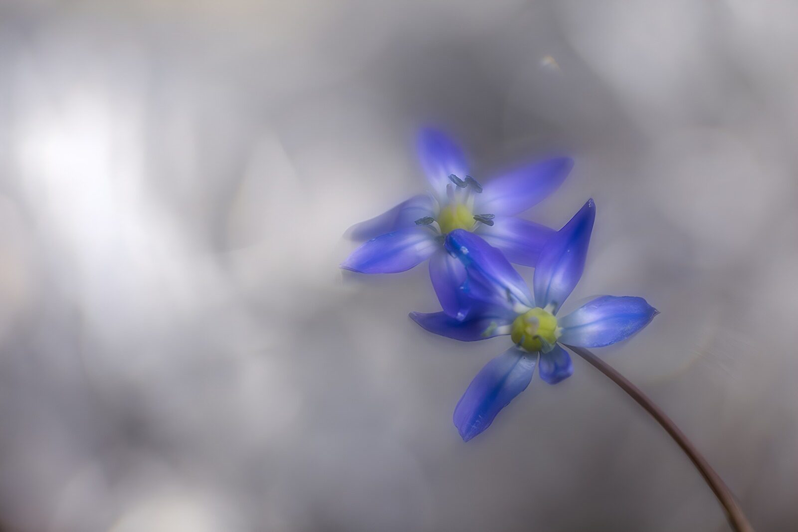 TPDE70679: Zarte blaue Blüten im Nebel