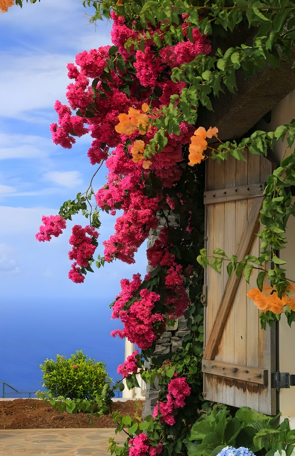 TPDE63925: Haus mit hölzernen Fensterläden und Bougainvillea