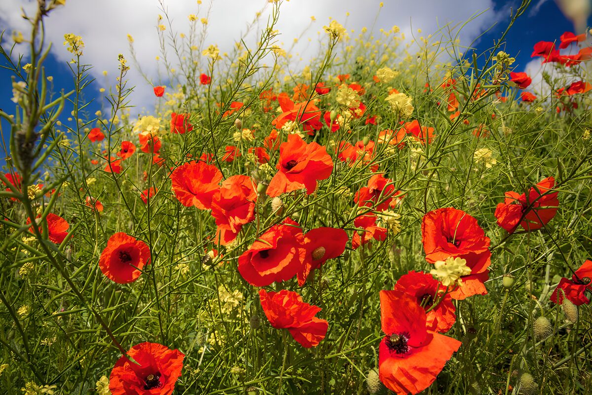 TPDE51111: Rote Mohnblumen im grünen Feld