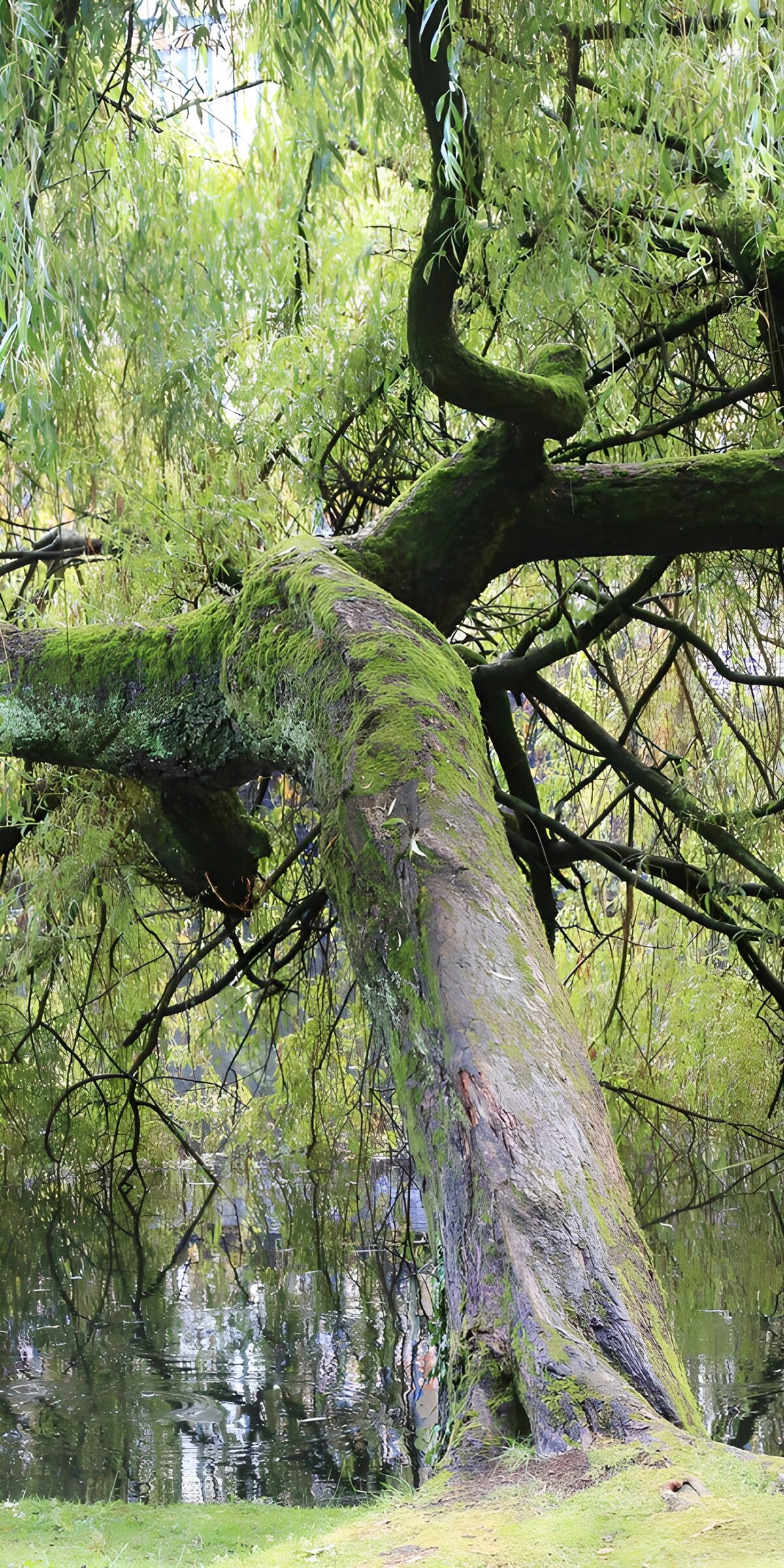 TPDE76648: Moosbedeckte Weidebaum