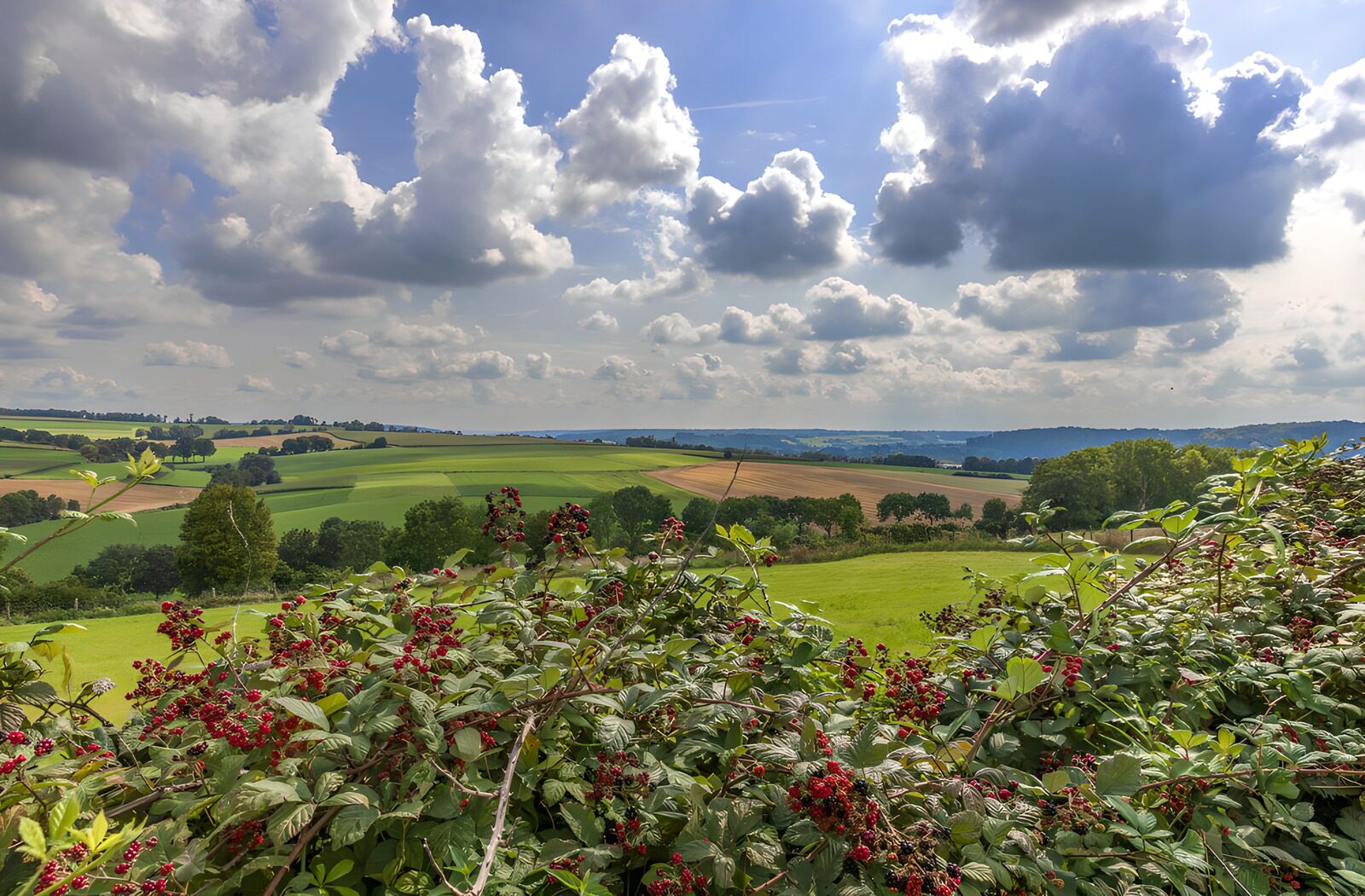 TPDE58262: Malerische Landschaft im Sommer