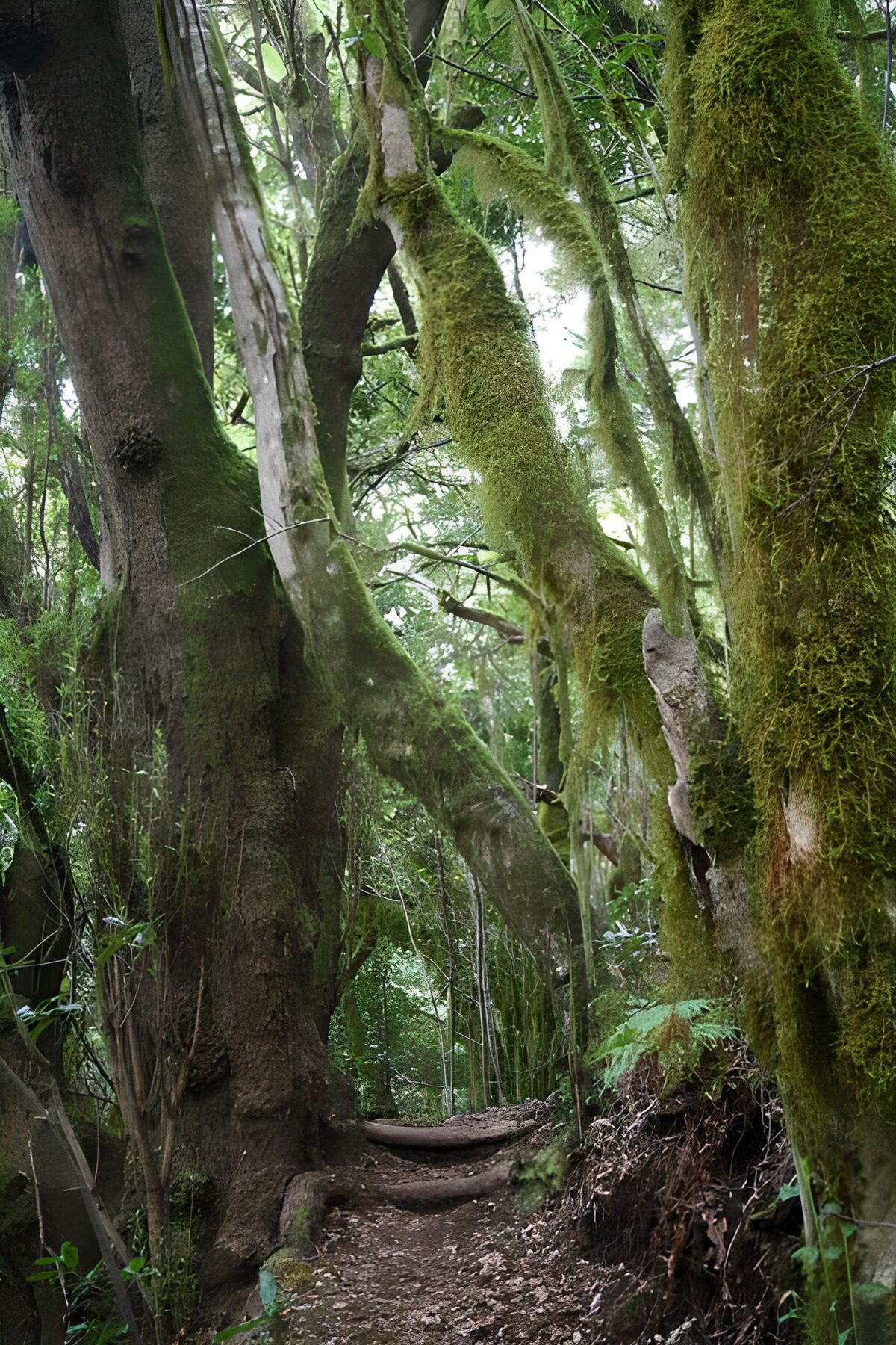 TPDE99623: Wanderweg auf La Gomera 46