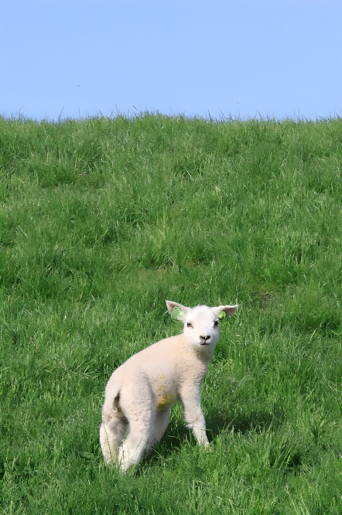 TPDE81480: Kleine, neugierige Lämmer am Deich