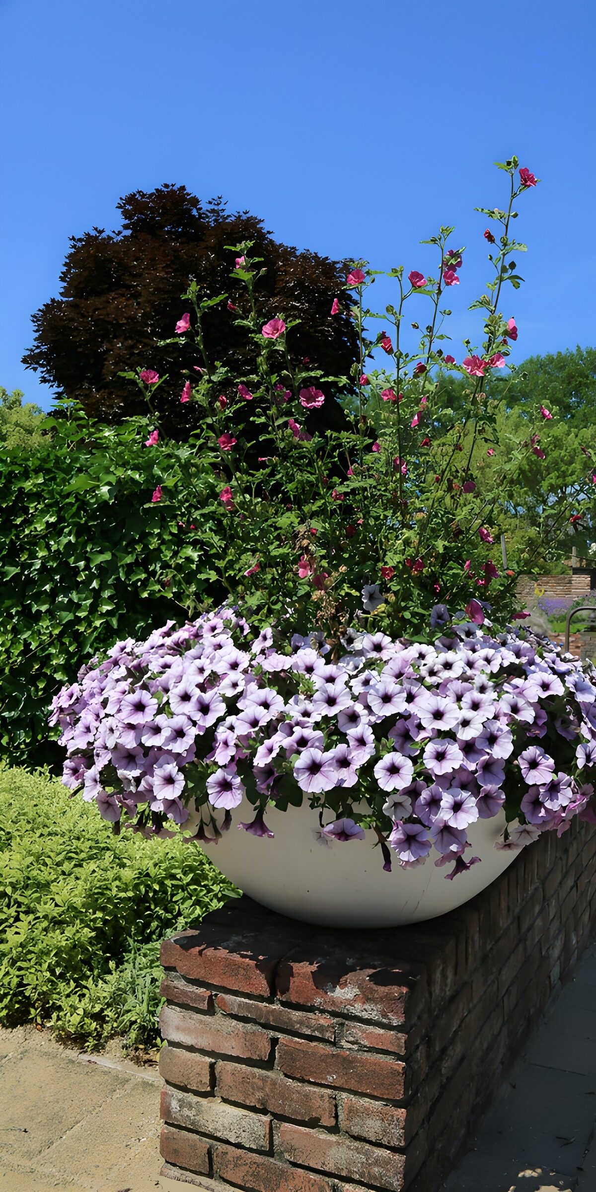 TPDE41485: Bunte Blüten im Sommergarten