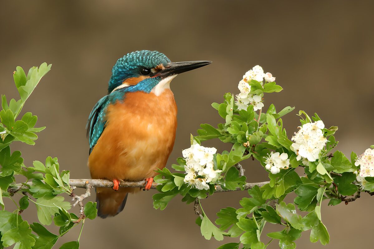 Eisvogel auf blühendem Zweig