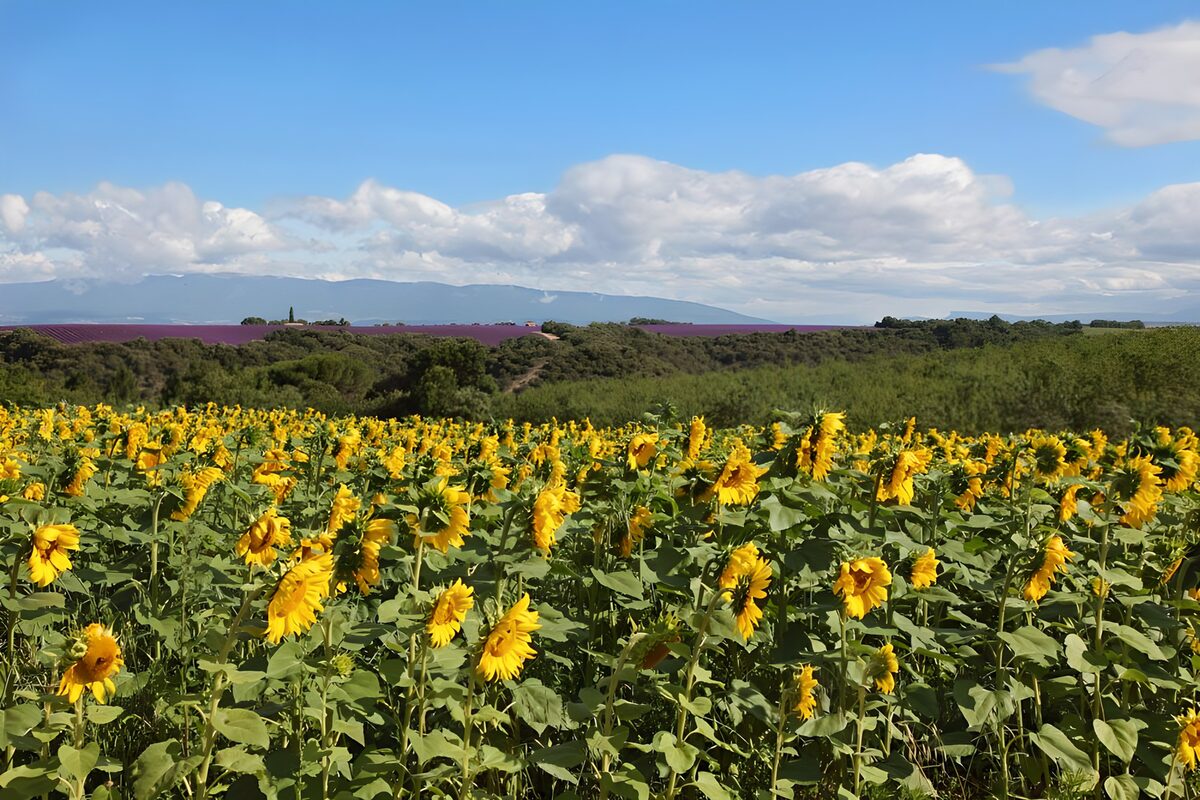 Panorama mit Sonnenblumen