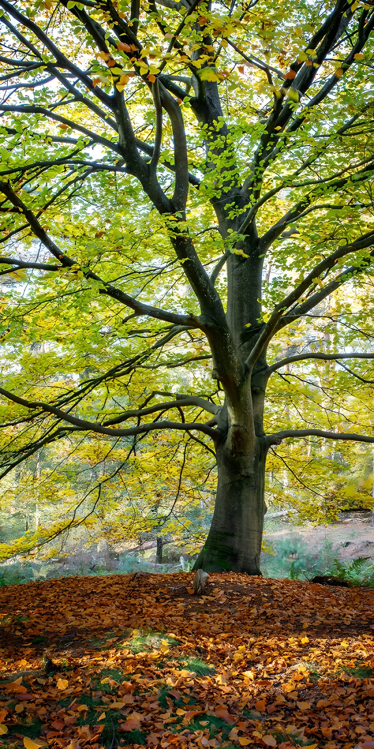 TPDE75109: Herbstbaum im goldenen Licht