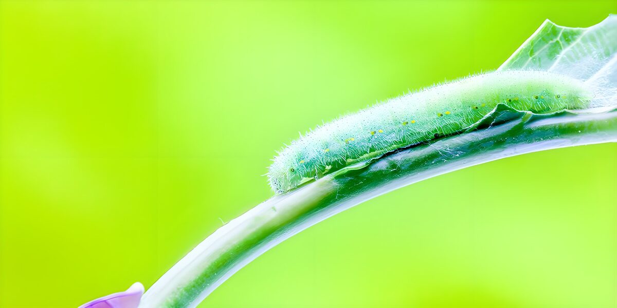 TPDE23198: Grüne Raupe, die über einen Stängel kriecht