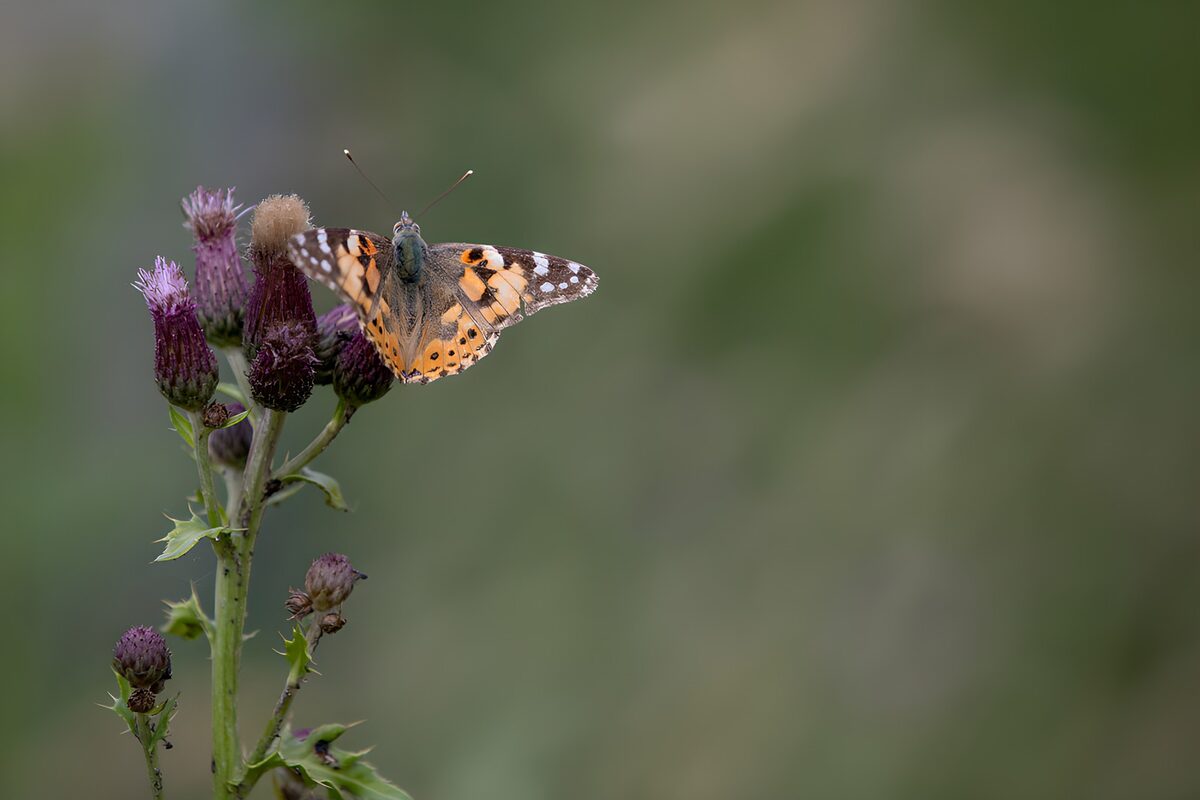 TPDE40043: Schmetterling auf blühender Distel
