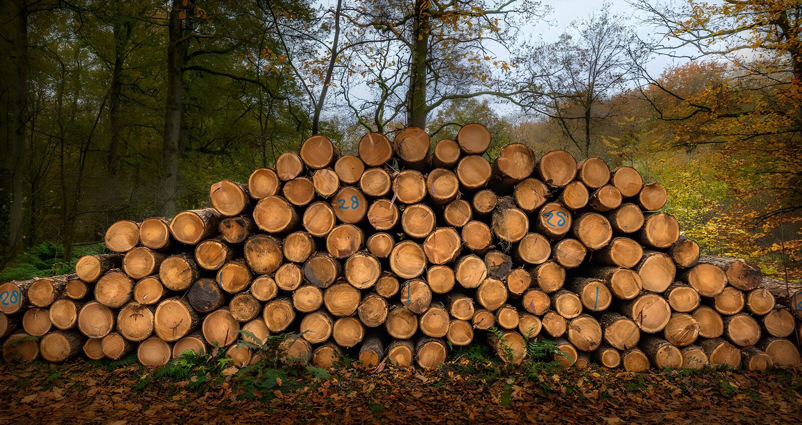 TPDE31860: Holzstapel im Herbstwald