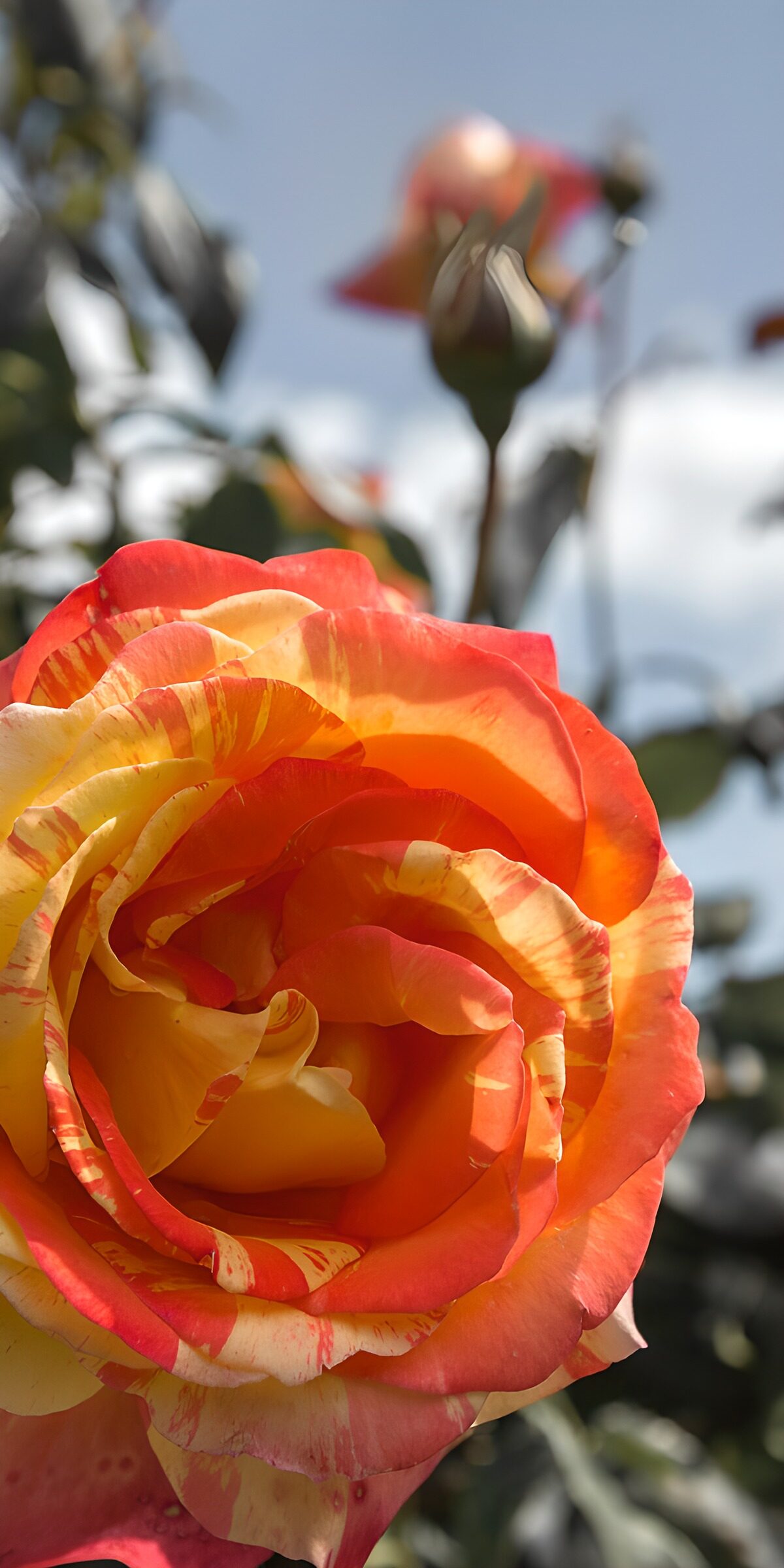 TPDE47220: Strahlende rote und gelbe Rose