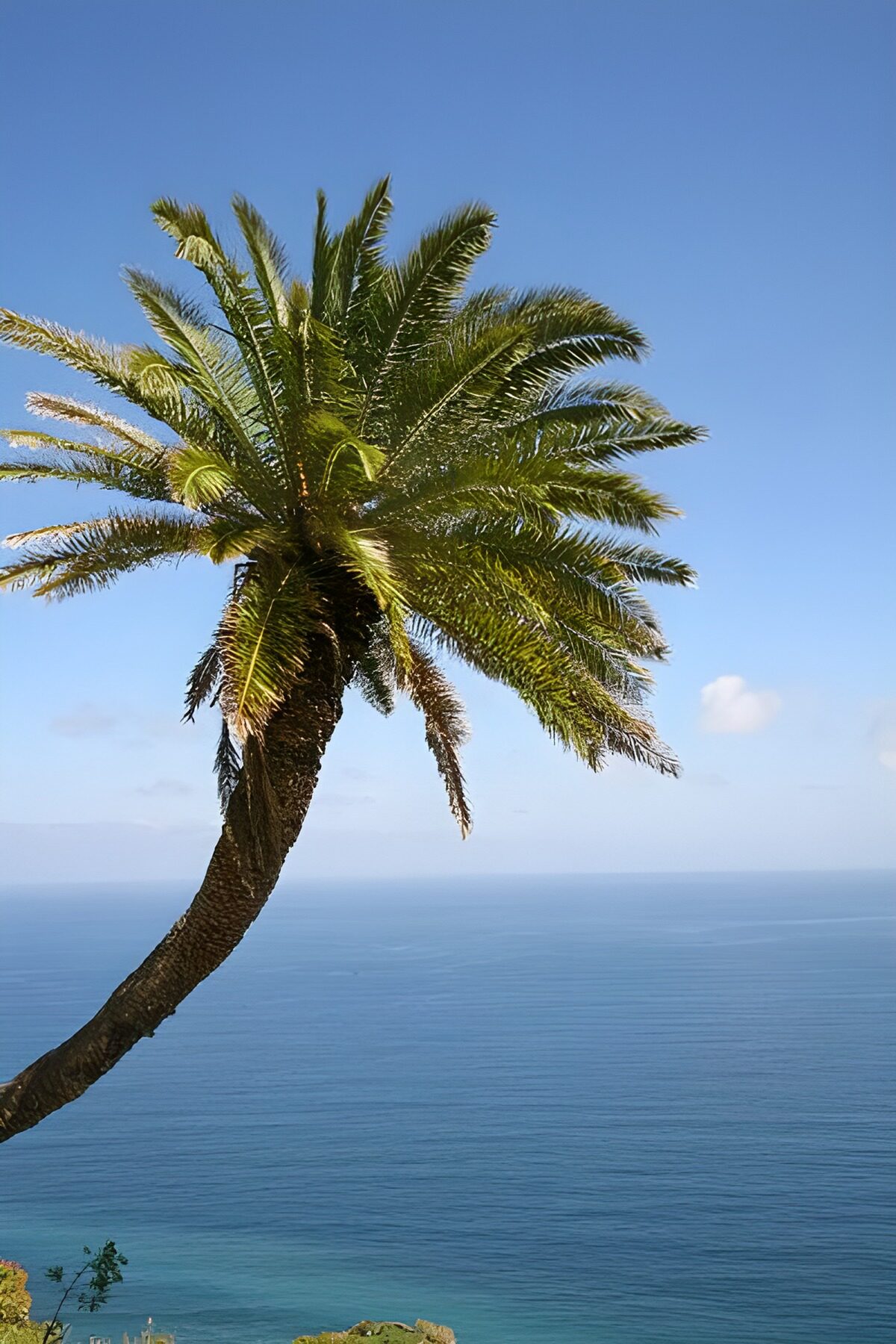 TPDE80018: Palme auf La Gomera 24