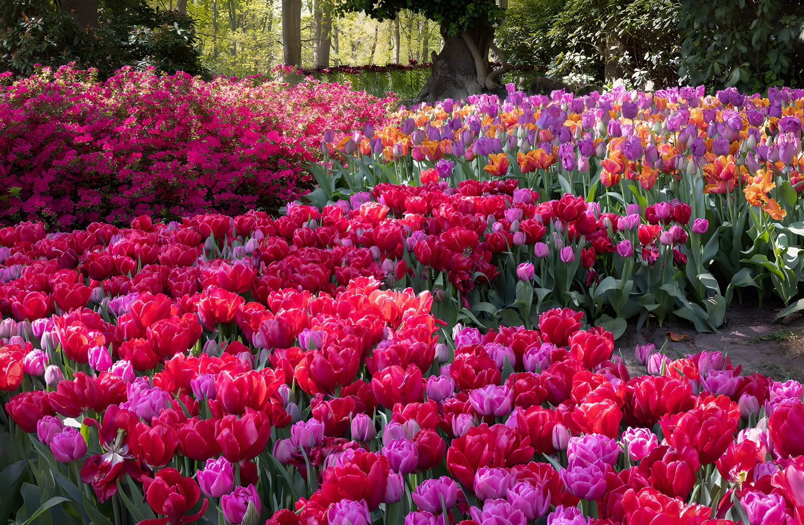 TPDE85283: Farbenfrohe Tulpenblüte im Frühling