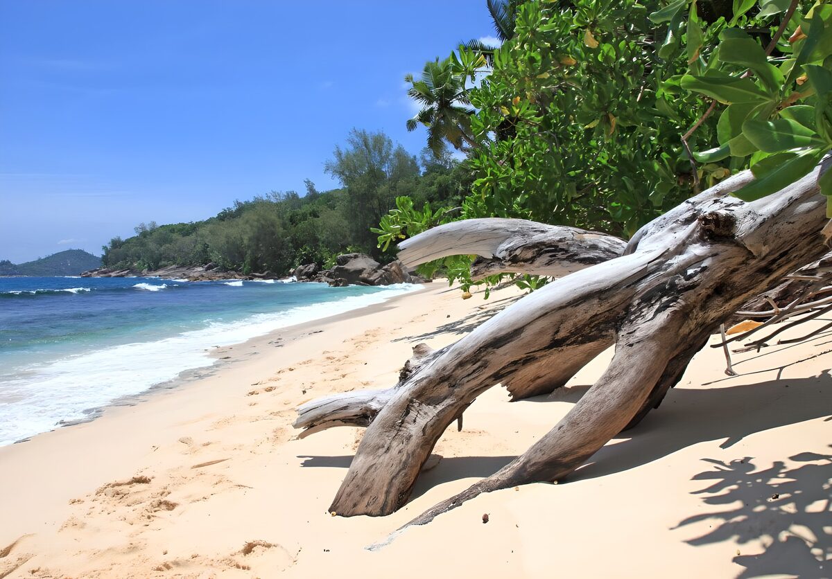 TPDE70129: üppige Vegetation am Strand entlang