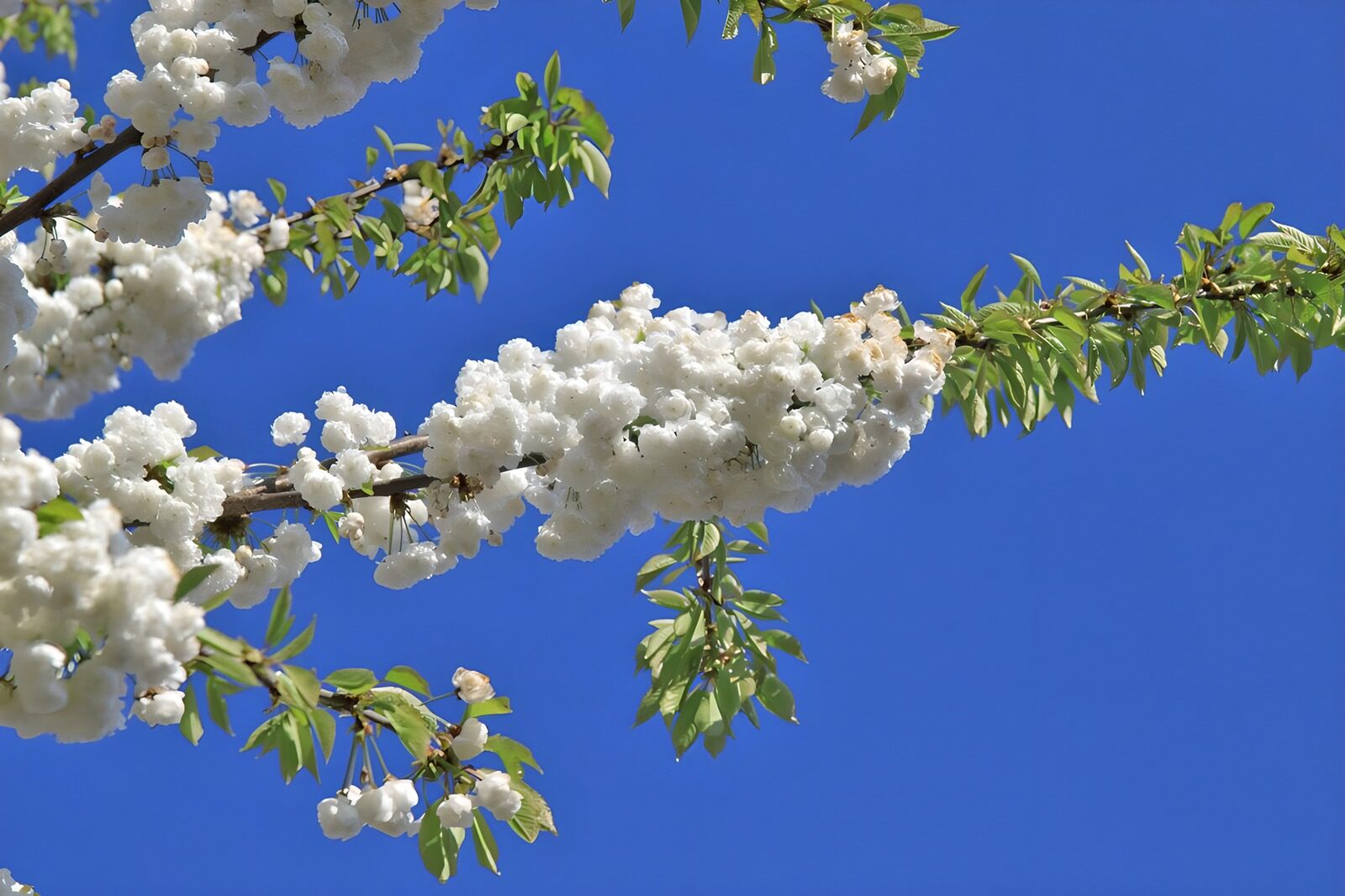 TPDE51870: wunderschöne weiße Blüten gen blauen Himmel