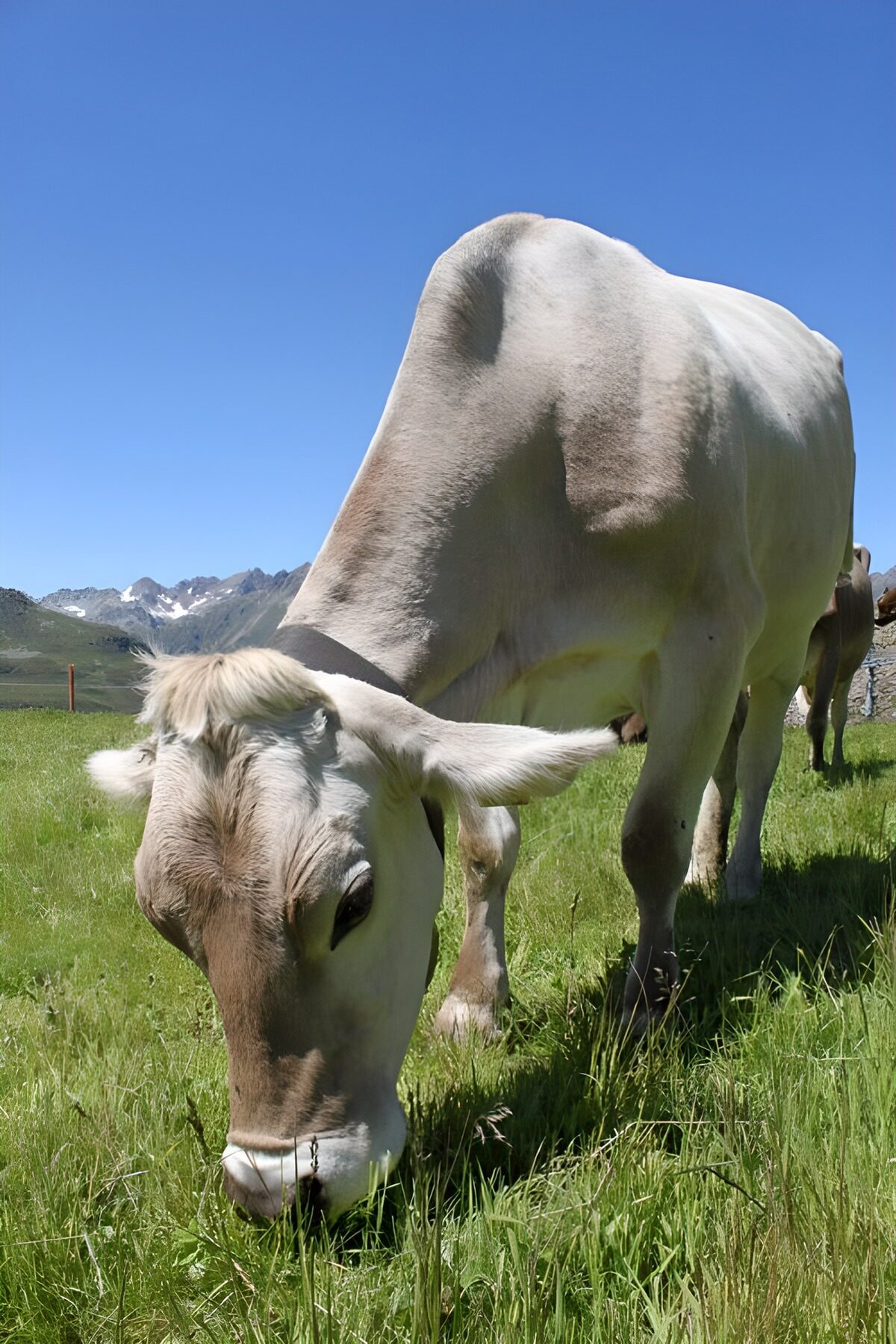 TPDE56979: eine Kuh, die Gras frißt und die Alpen im Hintergrund 