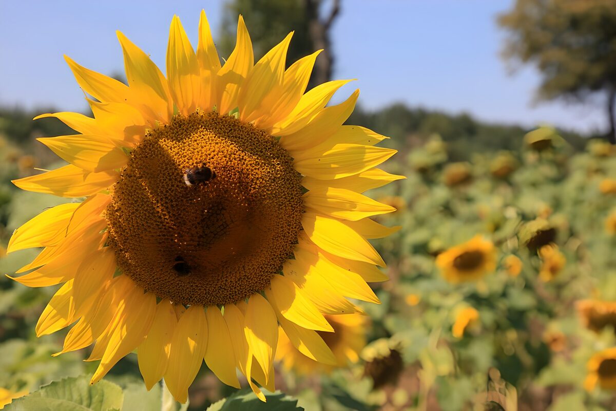 TPDE86368: Blütenkorb der Sonnenblume lockt Bienen 