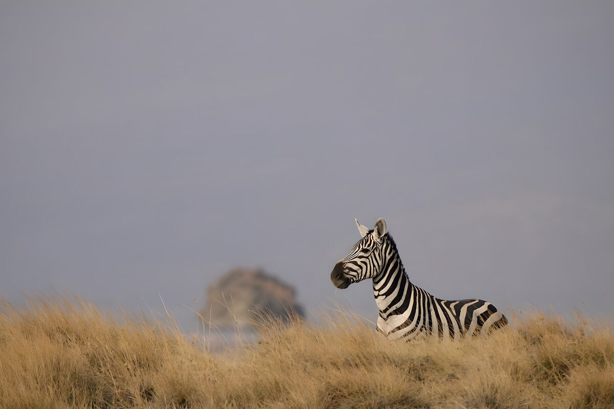 TPDE90150: Zebra in der Savanne