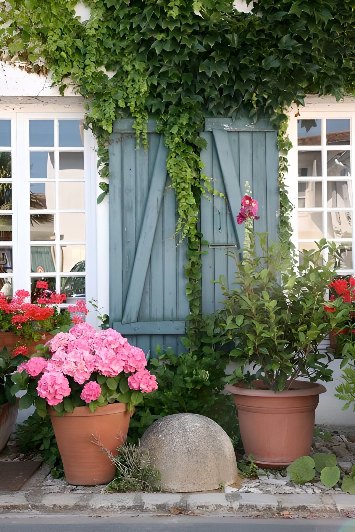 TPDE19032: Blumen und Pflanzen in Töpfen und Kübeln bei Fensterläden mit Efeu