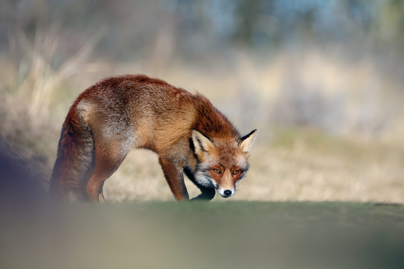 TPDE20093: Rotfuchs auf der Jagd