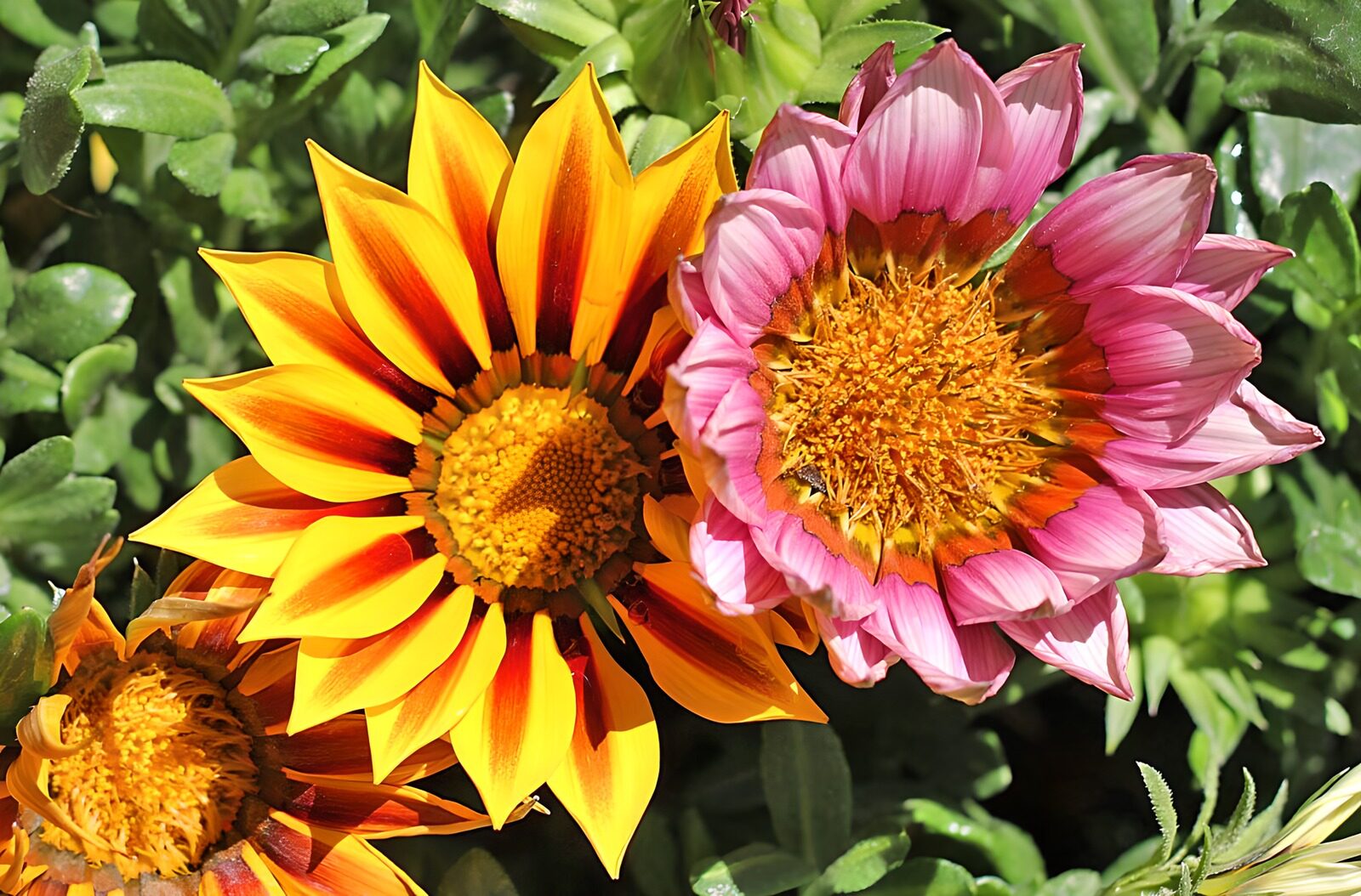 TPDE35379: Herrliche rosarote und gelbe Sonnenblumen