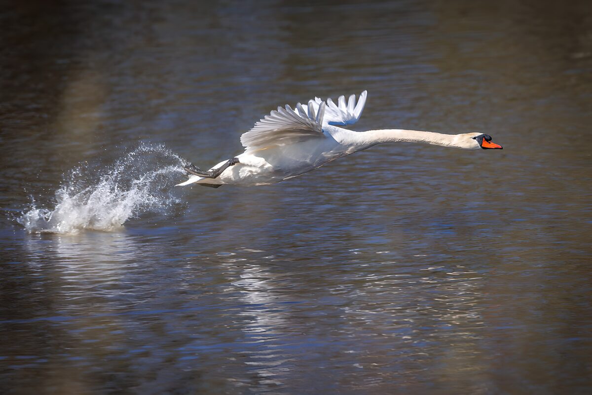 TPDE45966: Schneller Schwan im Flug