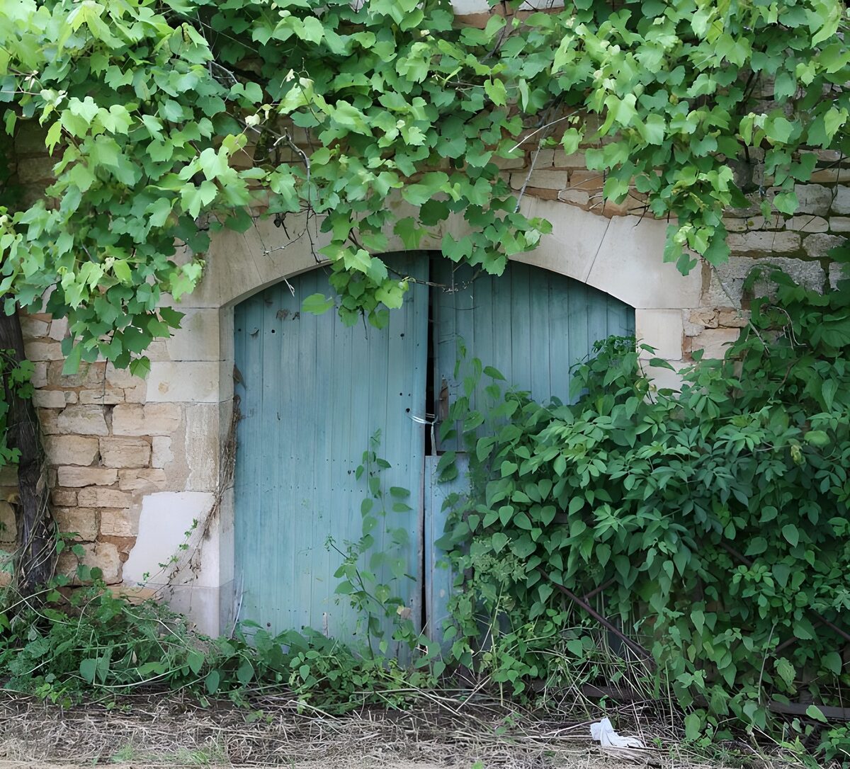 TPDE33610: Mauer in der Provence mit altem, blauem Tor und Rebstöcken