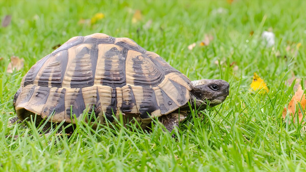 TPDE96803: eine Schildkröte im Gras