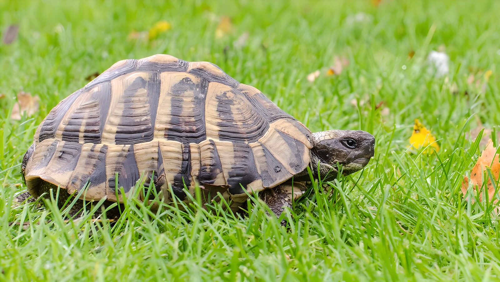 TPDE96803: eine Schildkröte im Gras