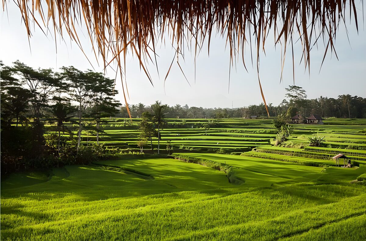 TPDE71630: Reisfelder in Bali
