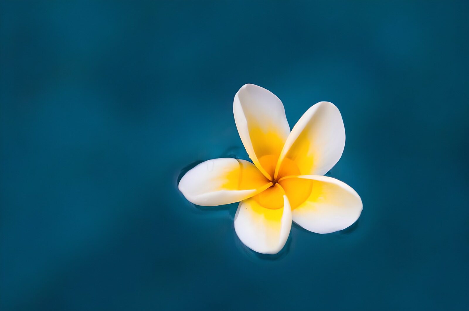 TPDE89996: wunderschöne Plumeria Blüte
