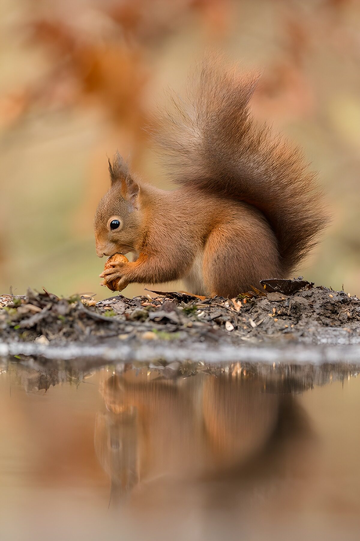 TPDE68560: Eichhörnchen am Wasser